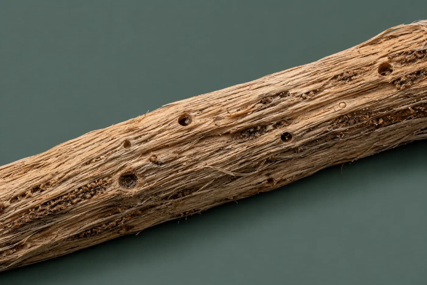 Small round insect bore holes in a dried plant fibre strand, the holes and fine frass clearly visible.